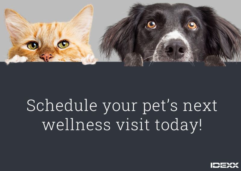 Carousel Slide 1: Schedule your pet's wellness visit >